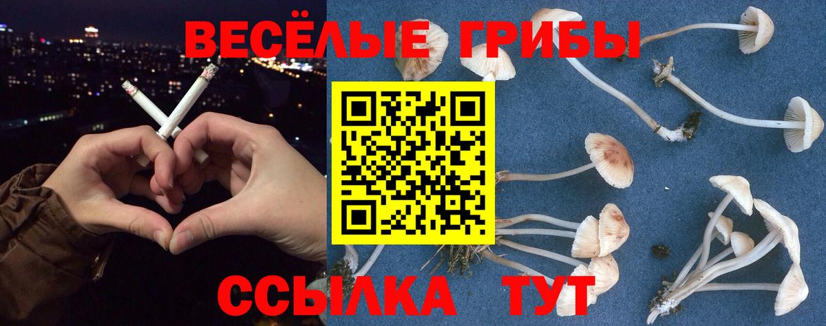 Псилоцибиновые грибы Psilocybe Большой Камень